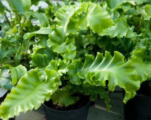 Asplenium scolopendrium crispum