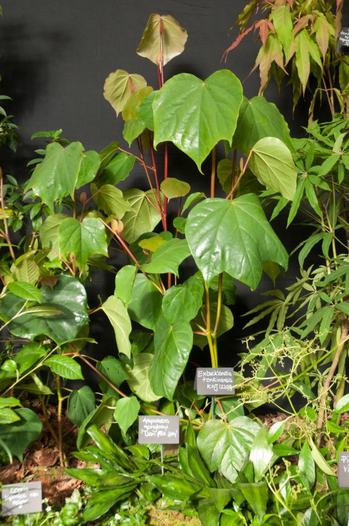 Crug Faarm plants | Out of my shed