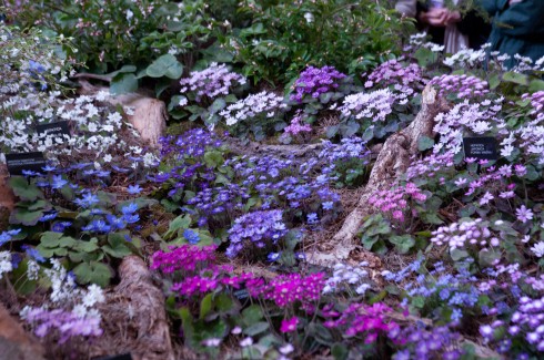 Hepaticas on the Ashwood Nurseries stand