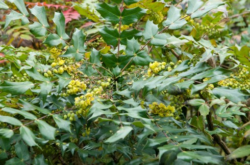 Mahonia japonica | Out of my shed