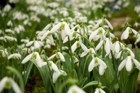 Snowdrops