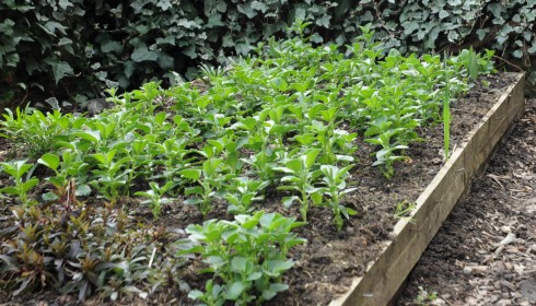 green manure