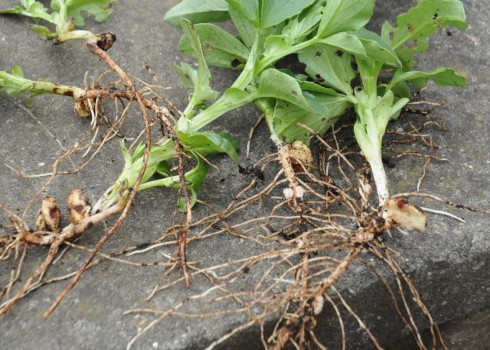 Green manure nitrogen nodules
