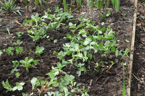 Green nanure chopped up