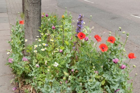 Tree pit planted with wildflowers