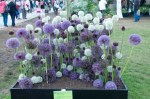 Allium
