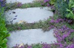 Generosity of Thyme planted between&nbsp;steps