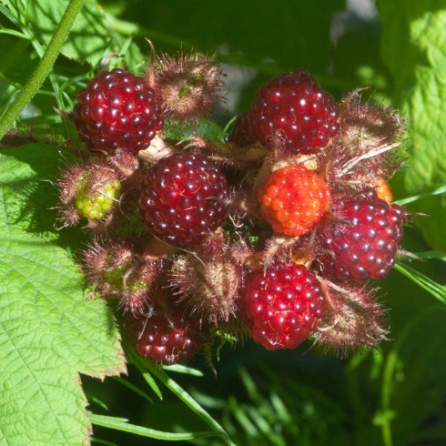 Japanese wineberries ripen from green, via orange to red in clusters
