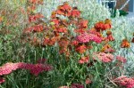 Sumptuous red Achillea and Helenium Moorheim Beauty on Cinema Paradiso stand by Pod Garden&nbsp;Design