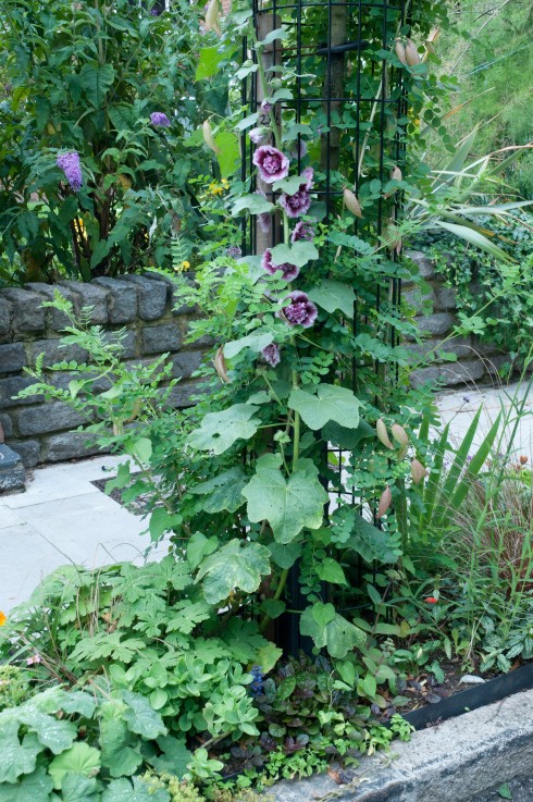 Judy's upright Tree pit_