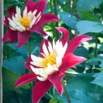 Dahlia Chimborazo in the Exotic Garden at Great Dixter, August&nbsp;2011