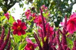 Dahlia coccinea(Great Dixter) with Amaranthus at Great Dixter, August 2011, available from The Dahlia National&nbsp;Collection
