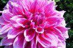 Dahlia Emery Paul at Great Dixter, August&nbsp;2011