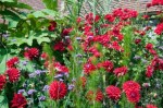 Dahlia Witterman’s superba with Rosa ‘Florence Mary Morse,  Eupatorium capillifollium and on the left Tetrapanax papyrifer in the Exotic Garden at Great Dixter, August&nbsp;2011
