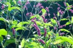 Persicaria orientalis at Great Dixter, August&nbsp;2011