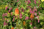 Persicaria orientalis with Kniphofia at Great Dixter , August&nbsp;2011