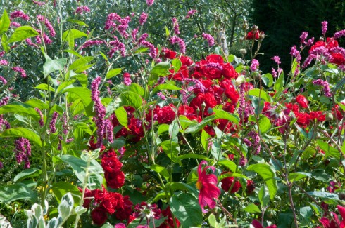 Persicaria orientalis with Rosa Florence Mary Morse in the long border at Great Dixter, August 2011
