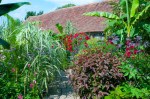 The Exotic Garden at Great Dixter, August&nbsp;2011