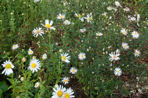 Aster 'Dentelle de Constance' in the Jardin Plume