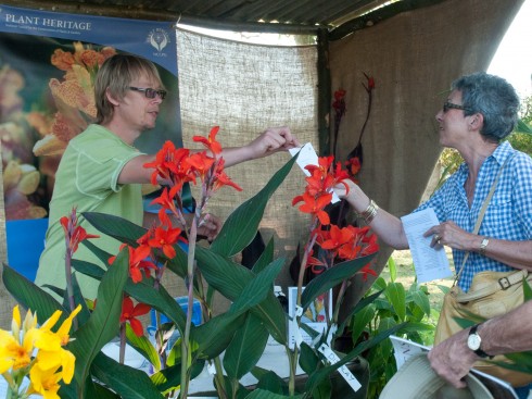Cannas on the Hayward's Stand, Plant Fair, Great Dixter Oct 2011