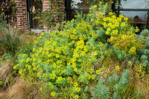 Euphorbia at Jardin Plume, September 2011