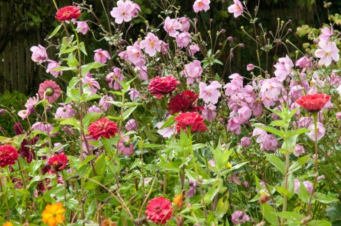 Potager, no longer a Potager,Jardin Plume Sept 11