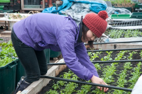 Aya volunteering at 'Food from the sky'