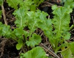 Green Frills mustard&nbsp;leaf