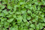 Land Cress -Barbarea verna Brassica&nbsp;family