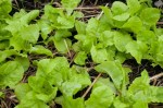 Winter Marvel Lettuce