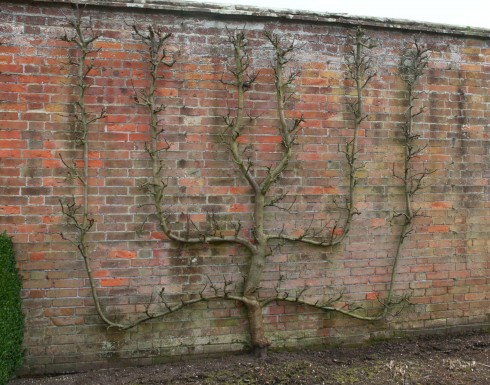 A Verrier fruit tree at West Dean, Feb 2012
