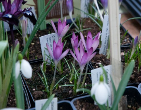 Crocus tommasianus