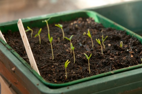 Chili pepper seedlings. Seeds bought from Sea Spring Seeds
