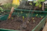 Outside in mini greenhouse, Swiss Chard ‘Bright Light’&nbsp;seedlings