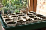 Sweet pea seedlings
