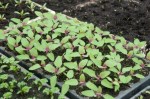 Chenopodium giganteum (tree spinach)  seeds in Charles Dowding’s&nbsp;greenhouse