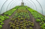 Winter leaves sown in August and September and planted out in Polytunnel in Autum,still supplying leac=ves in&nbsp;April!