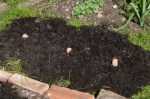 Chitted Charlotte potatoes in&nbsp;April