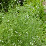 Coriaander gone to&nbsp;seed