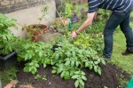 Henry earthing up potatoes in corner plot&nbsp;2