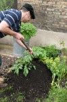 henry earthing up potatoes in corner&nbsp;plot