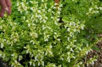 small leaved Sage with white&nbsp;flowers