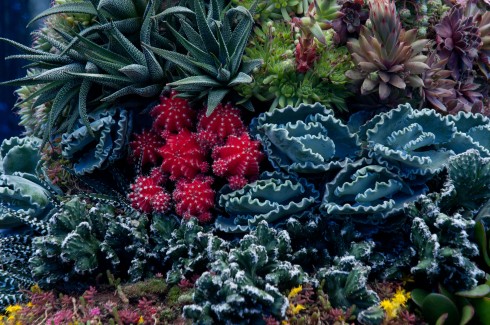 The Coral Desert by Pod Garden Design