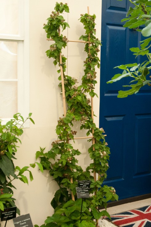 Decorative blackberries