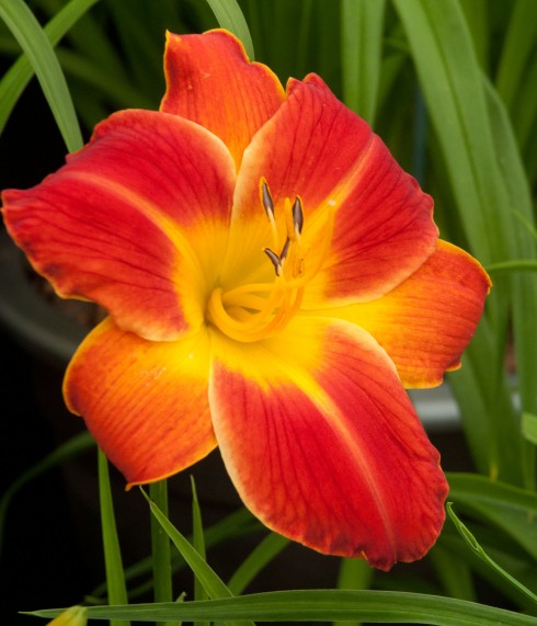 Hemerocalis Red Twister