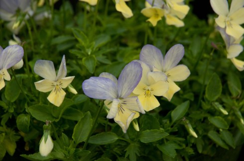 Viola cornuta 'Blue Moonlight'