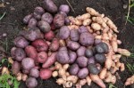 Fabulous allotment potato&nbsp;haul