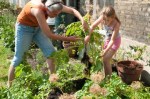 Julia digging up charlotte&nbsp;potatoes