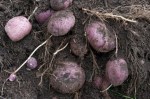 Purple potatoes