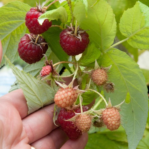 Autumn raspberries 3